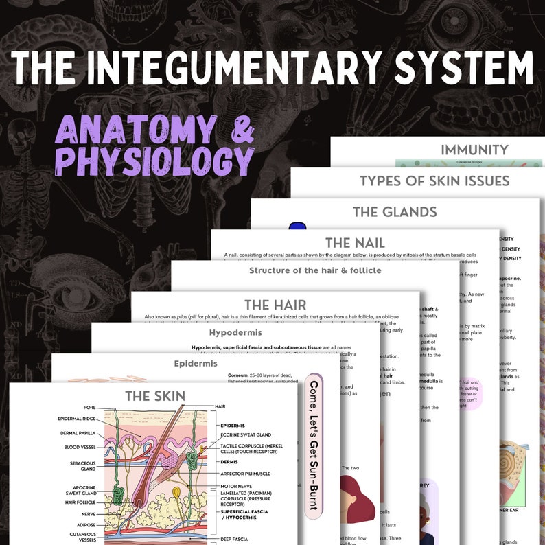 The Integumentary System  AP  10 page digital download