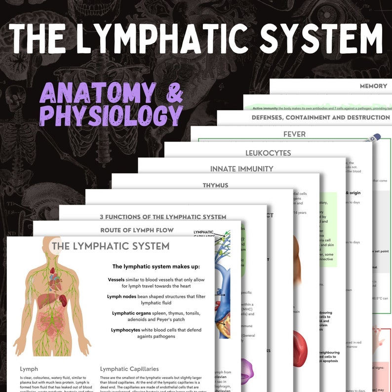 The Lymphatic System  AP  13 page digital download